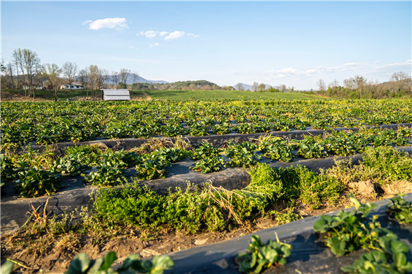 土壤水分溫度鹽分檢測(cè)儀 土壤水分溫度鹽分檢測(cè)儀